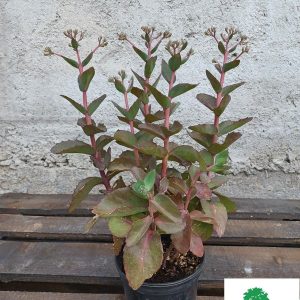 Sedum Telephium