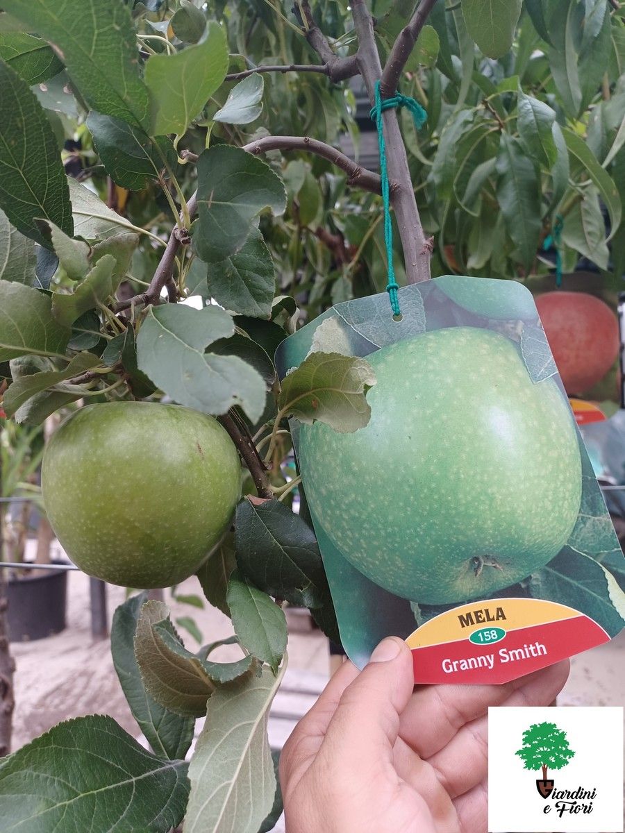 Mar Granny Smith 2 Mar Granny Smith - imagine 2