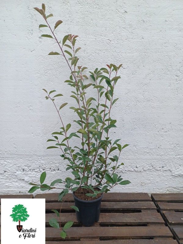 Photinia Red Robin 150cm