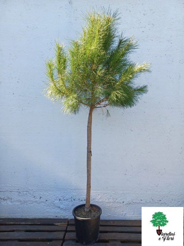 Pinus Pinea 220cm