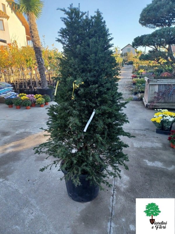 Taxus Baccata piramida