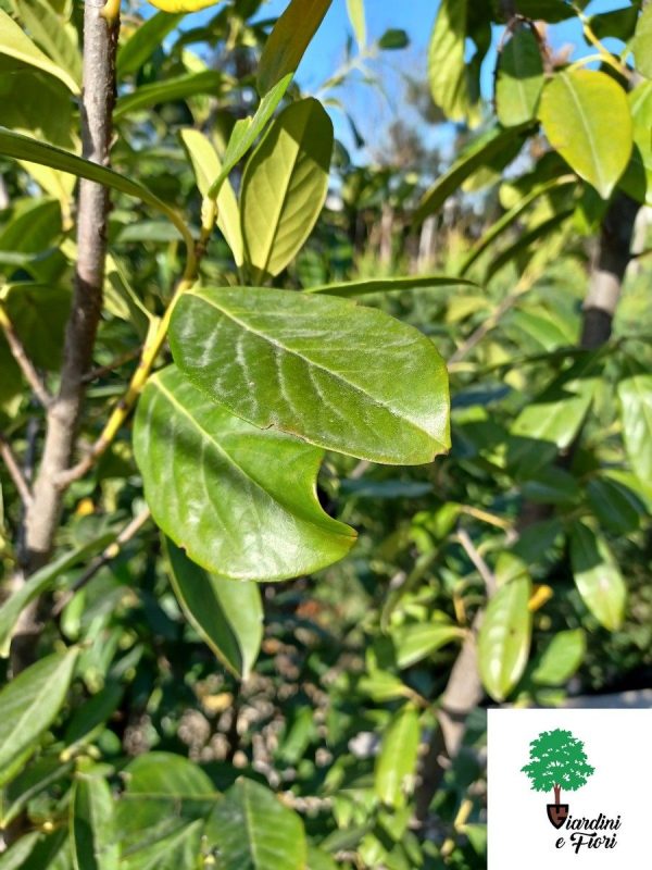 Prunus Laurocerasus Novita 30 cm - imagine 2