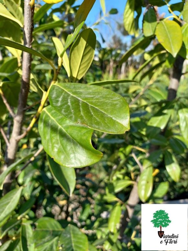Prunus Laurocerasus Novita 200cm - imagine 2