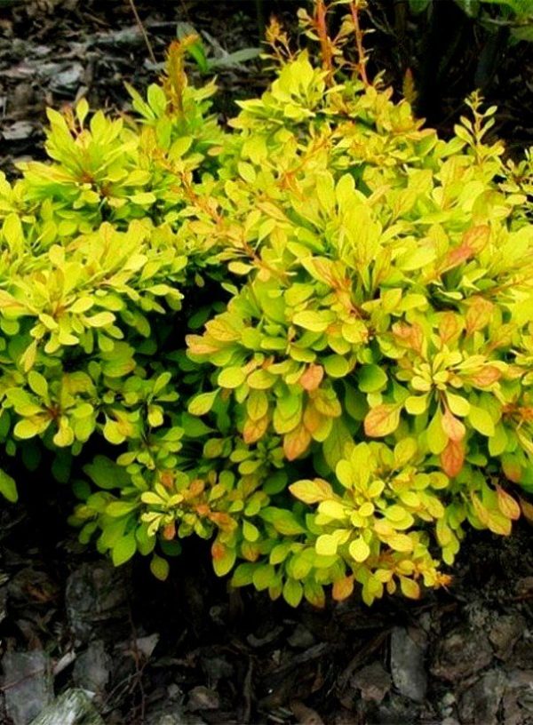 Berberis Golden Carpet