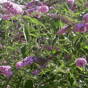 Buddleja davidii