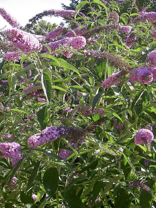 Buddleja davidii