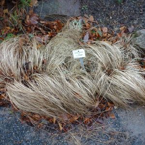 Carex bronze