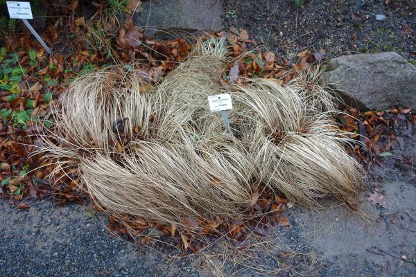 Carex bronze