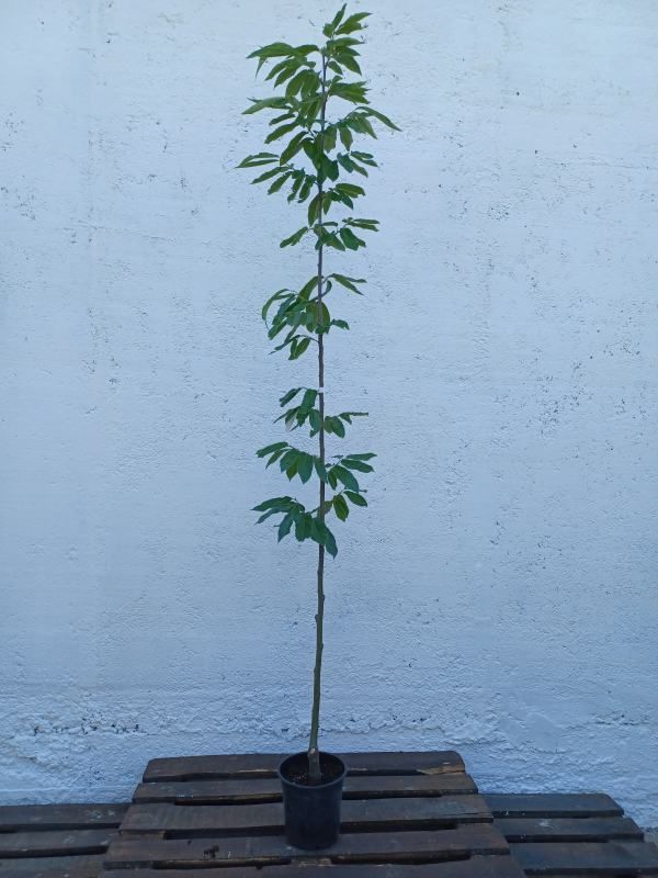 Castan comestibil 1 Castan comestibil