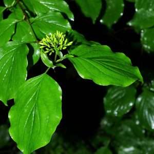 Cornus Sanguinea