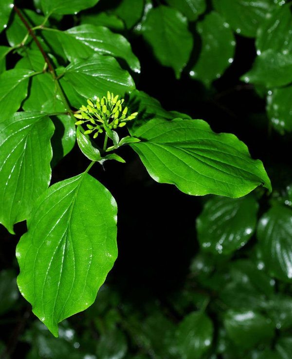 Cornus Sanguinea