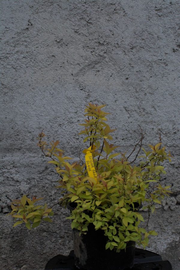 Spirea Gold Flame