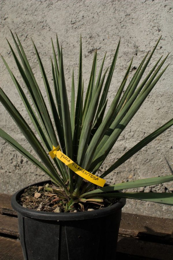 Yucca Filamentosa - imagine 2