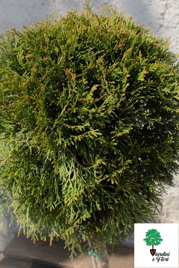 Thuja Smaragd copacel 100 cm - imagine 2