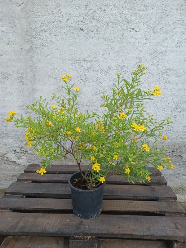 Hypericum 1 Hypericum