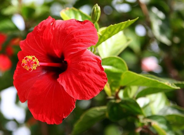 Hibiscus - imagine 2