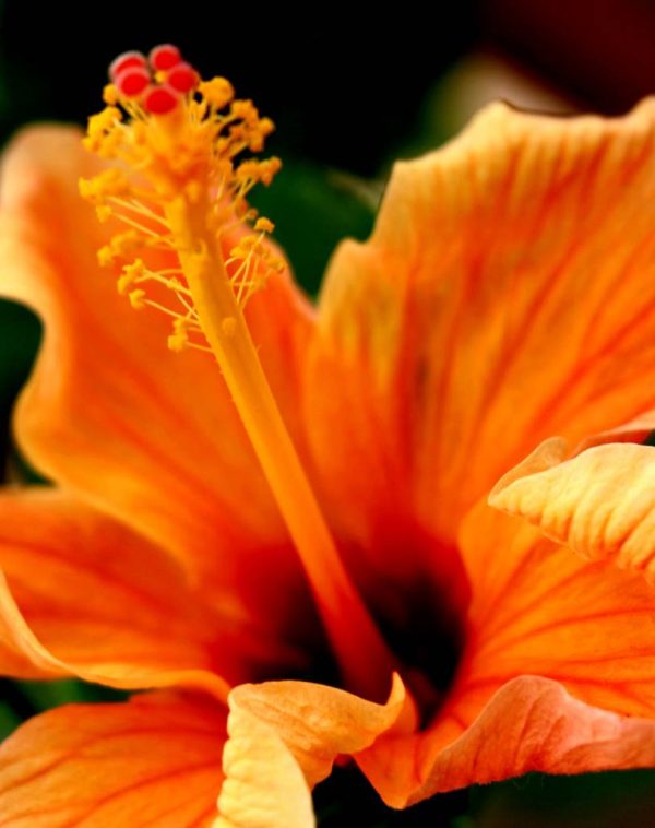 Hibiscus - imagine 3