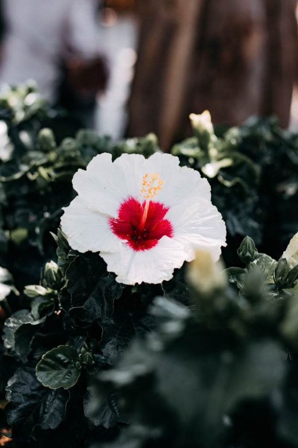 Hibiscus - imagine 4