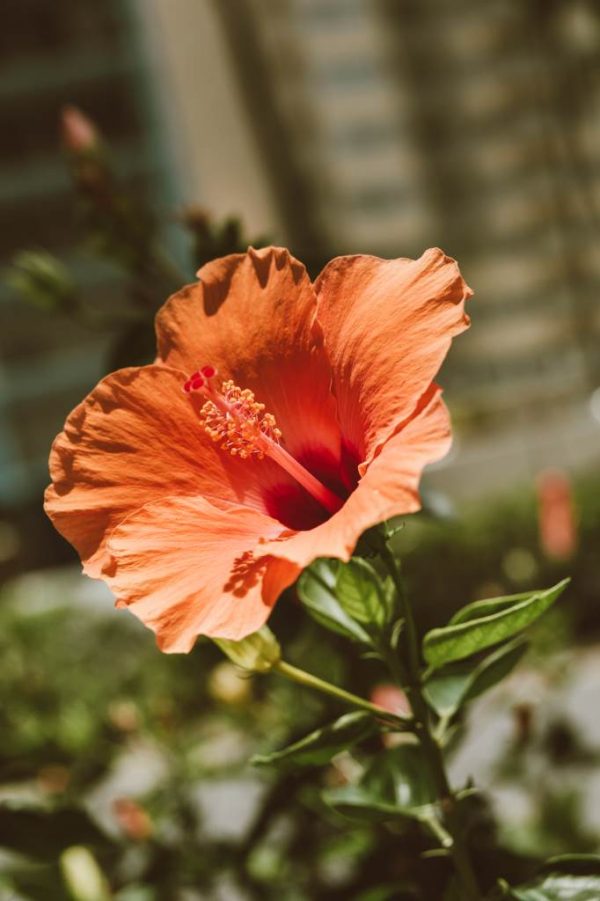Hibiscus - imagine 5