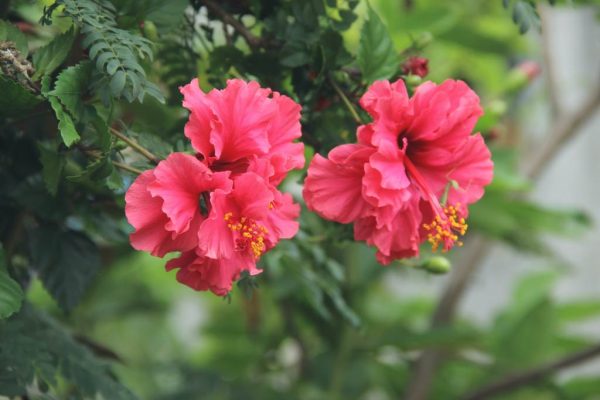 Hibiscus - imagine 6