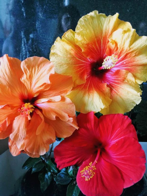 Hibiscus