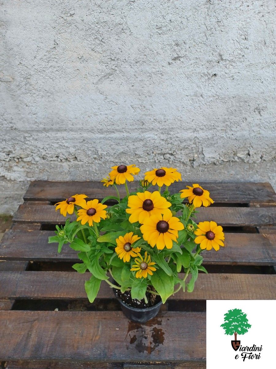 Rudbeckia 1 Rudbeckia