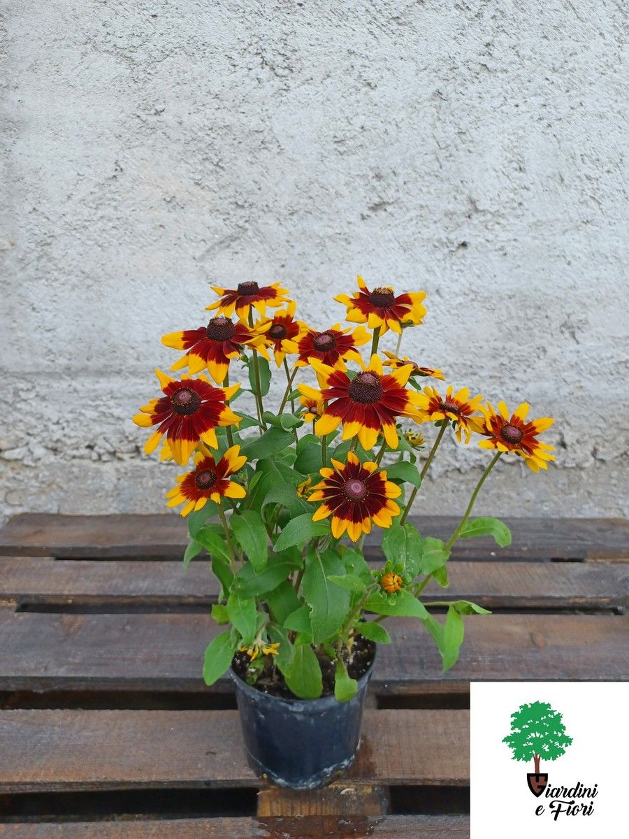 Rudbeckia 2 Rudbeckia - imagine 2