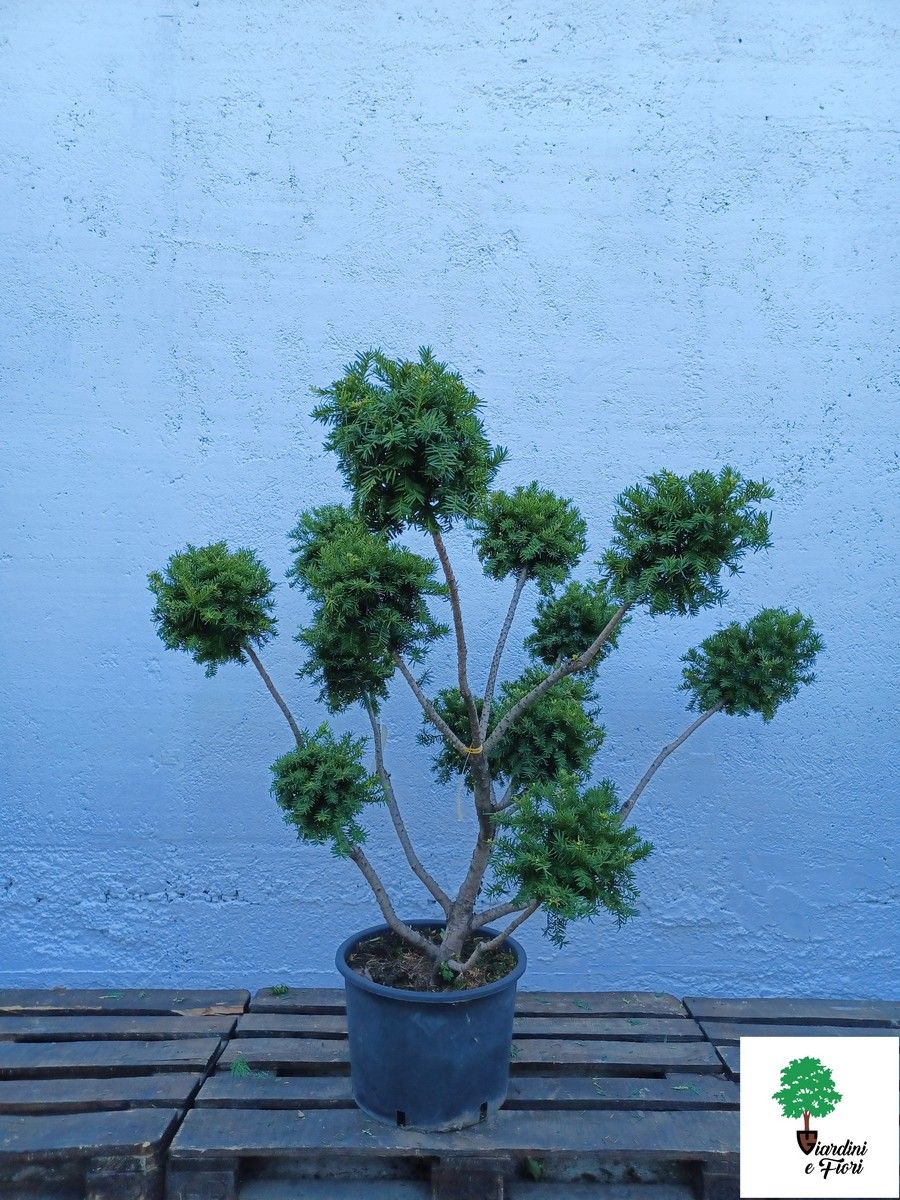 Taxus pom pon 1 Taxus pom pon