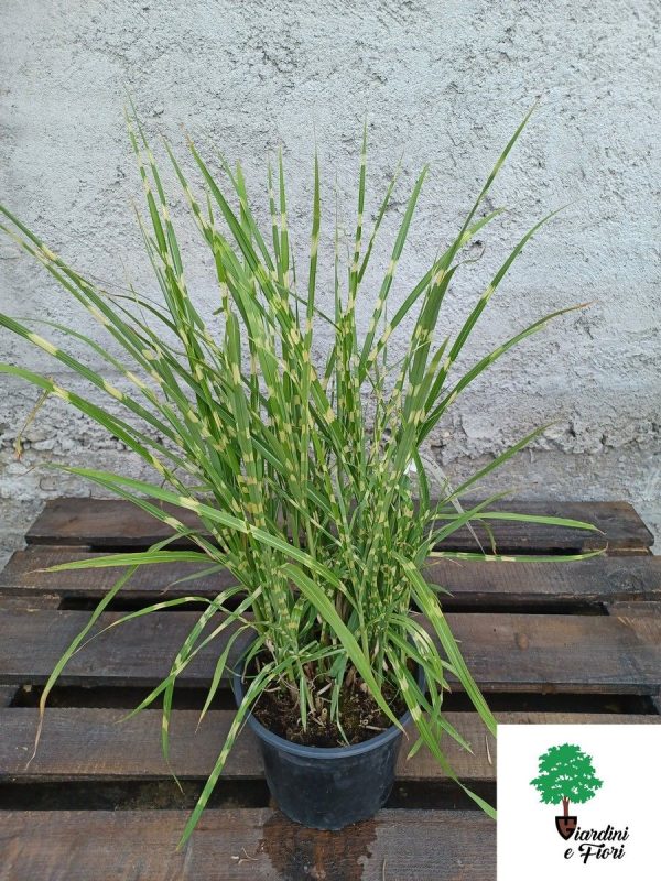 Miscanthus Zebrinus