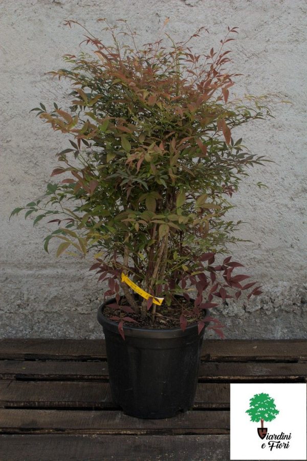 Nandina domestica 120cm