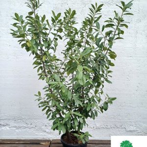 Prunus Laurocerasus Novita 200cm