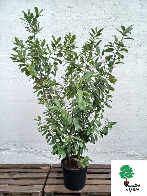 Prunus Laurocerasus Novita 200cm