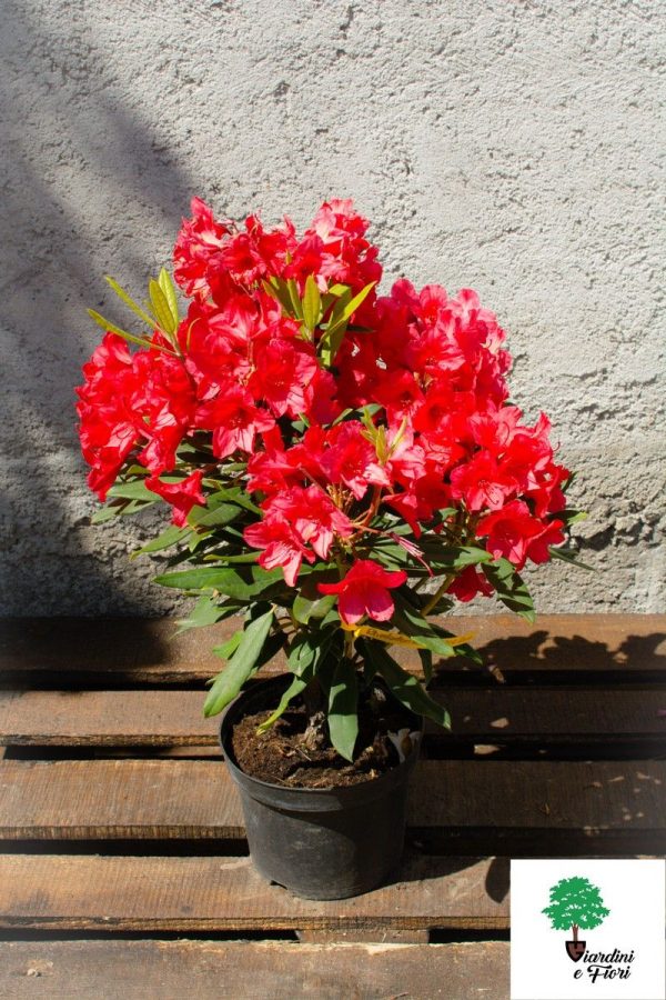 Rhododendron