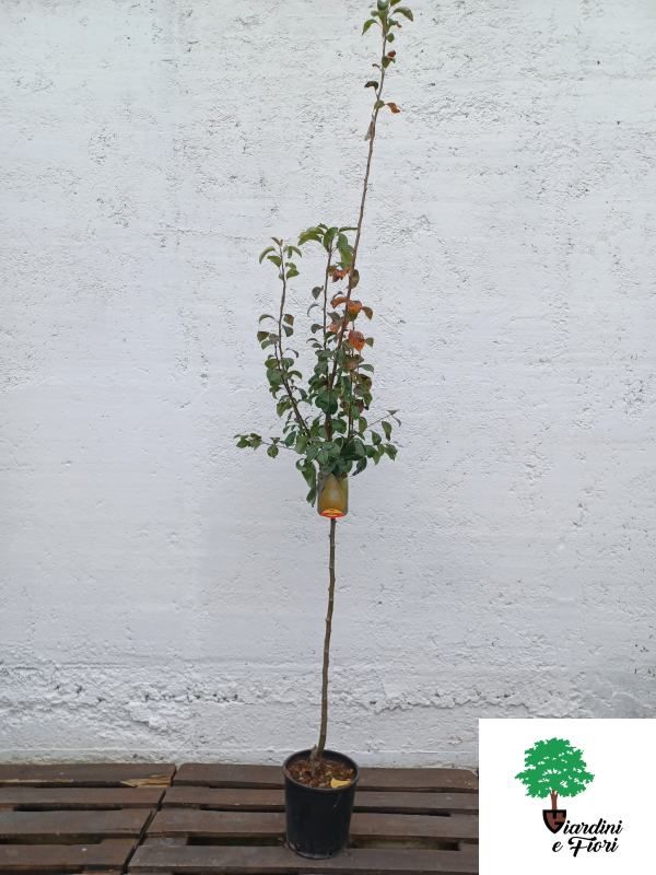 Par Conference 1 Par Conference