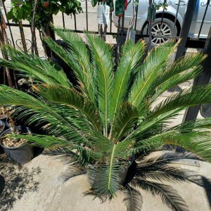 palmier cycas