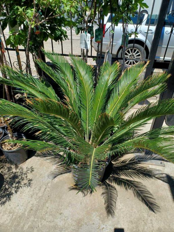 palmier cycas