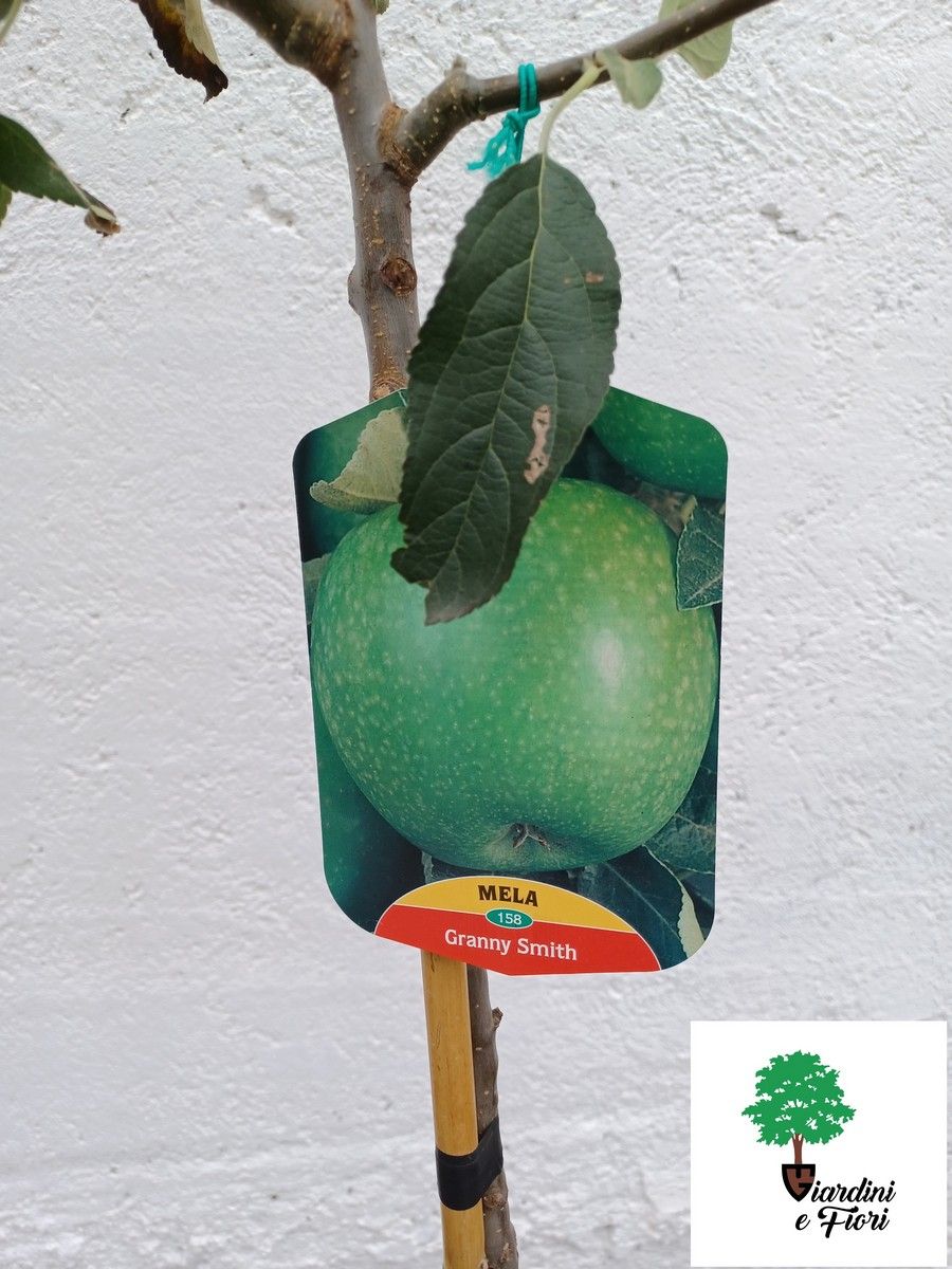 Mar Granny Smith 3 Mar Granny Smith - imagine 3