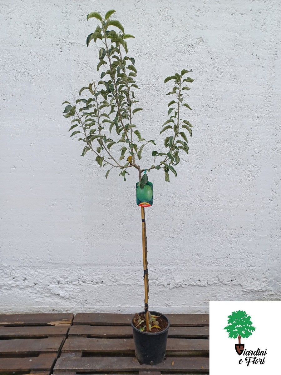 Mar Granny Smith 1 Mar Granny Smith