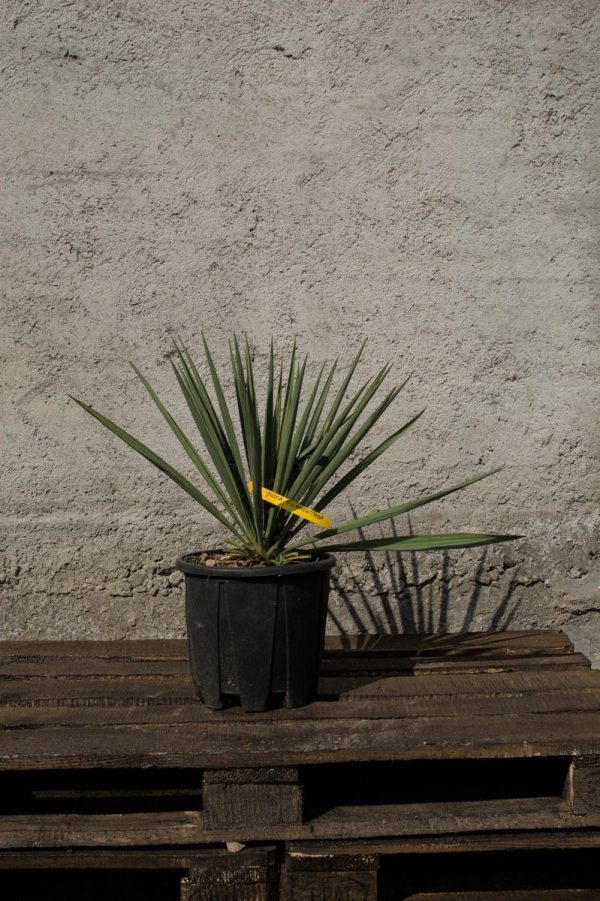 Yucca Filamentosa
