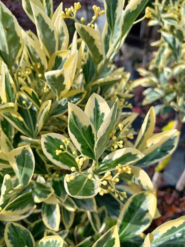 Euonymus Bravo - imagine 2