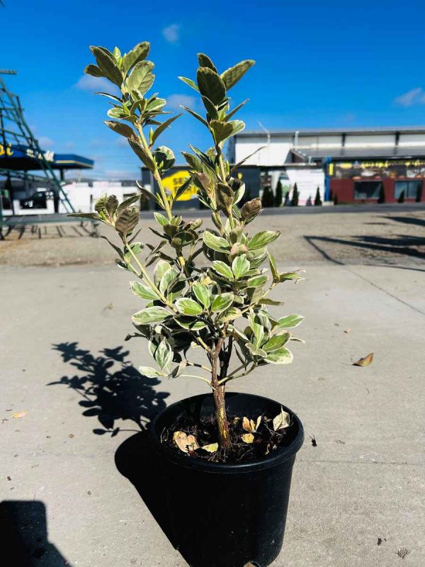 Euonymus Bravo