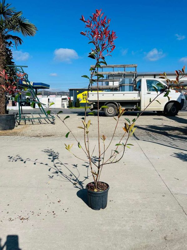 Photinia Red Robin