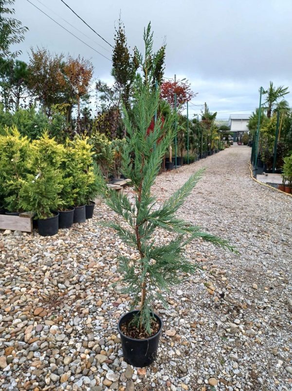 Leylandii