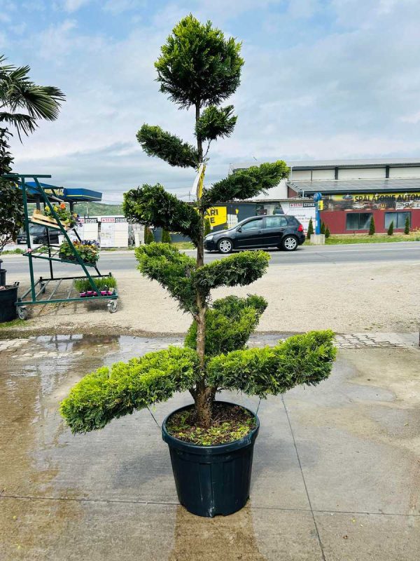 LEYLANDII GOLD RIDER cu palme