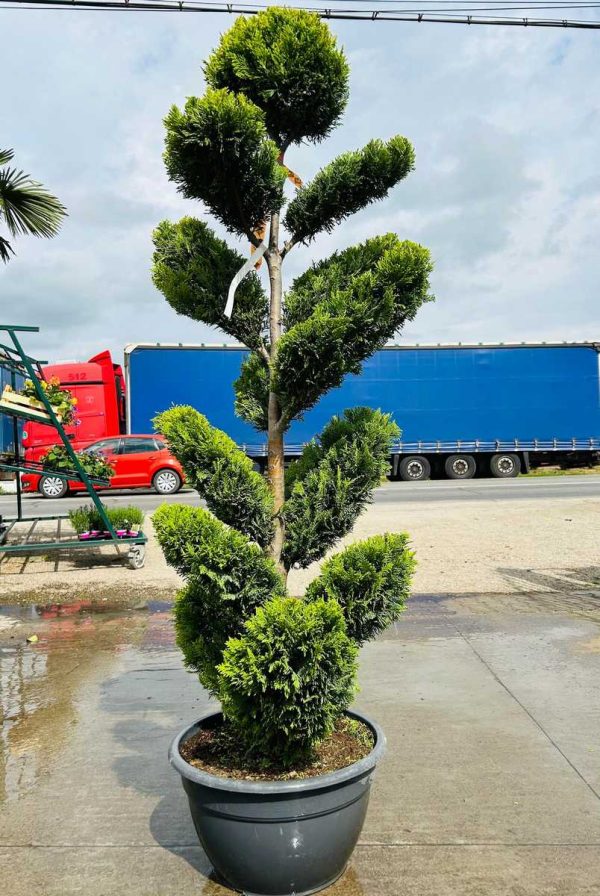 LEYLANDII GOLD RIDER cu palme