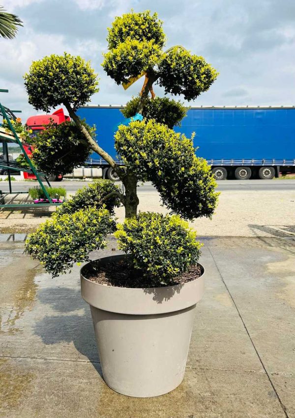 ILEX CRENATA BONSAI