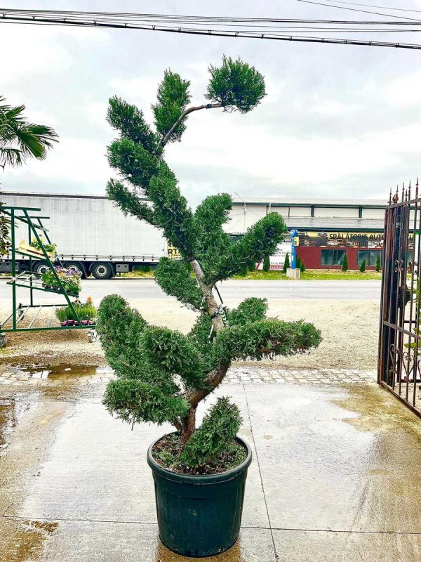 LEYLANDII FORMA S