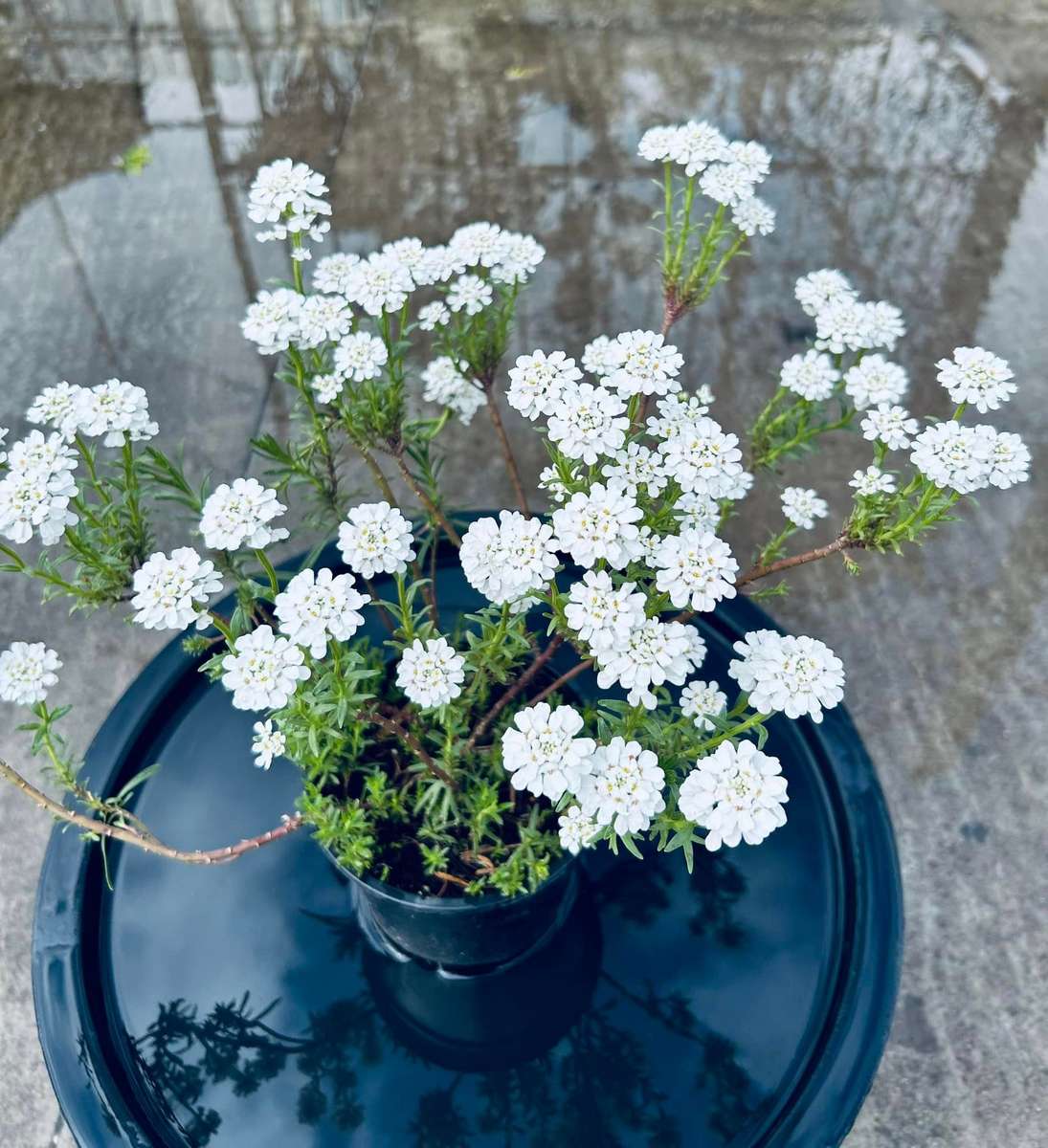 Iberis Sempervirens 1 Iberis Sempervirens