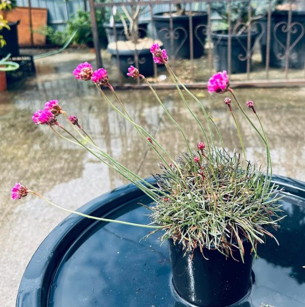 Armeria Maritima