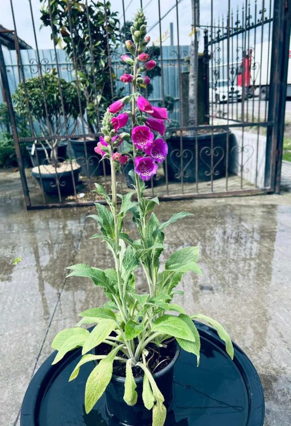 Digitalis